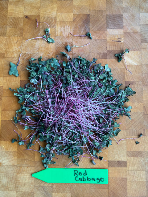 Freeze Dried Red Cabbage Microgreens - Pixca Greens