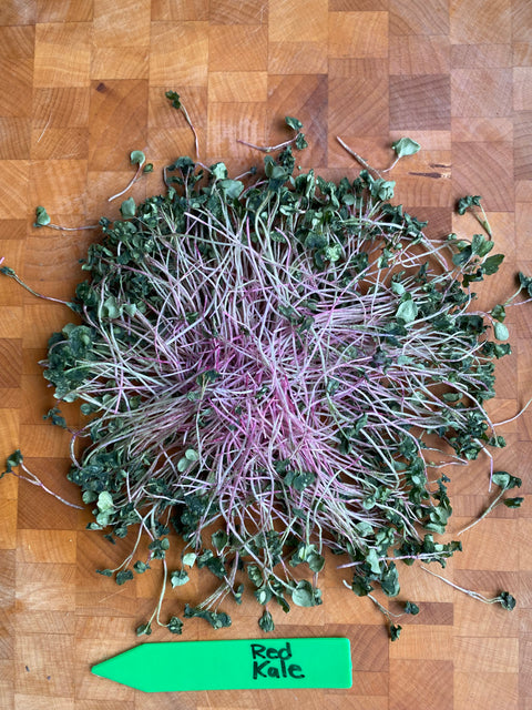 Freeze Dried Kale Microgreens - Pixca Greens