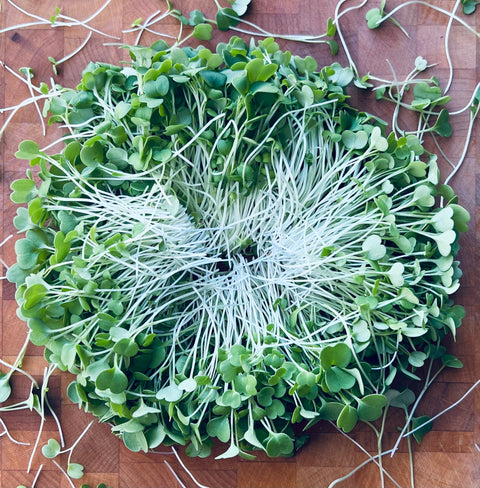 Arugula Microgreens - Pixca Greens