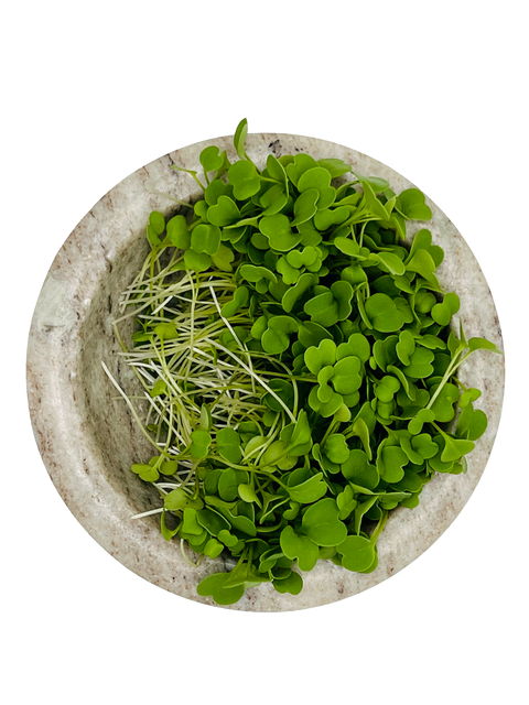 Arugula Microgreens - Pixca Greens