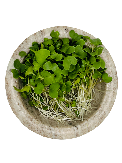 Broccoli Microgreens - Pixca Greens