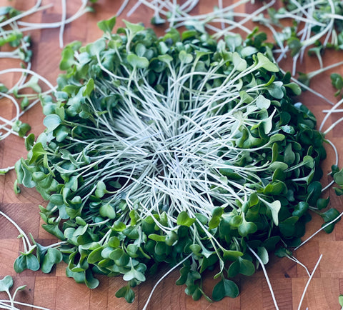 Golden Acre Cabbage Microgreens - Pixca Greens