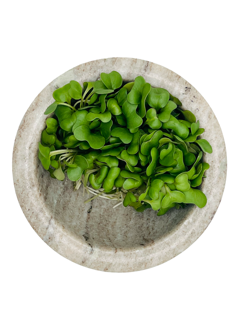 Golden Acre Cabbage Microgreens - Pixca Greens
