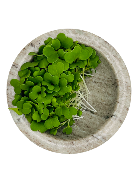 Pak Choi Microgreens - Pixca Greens