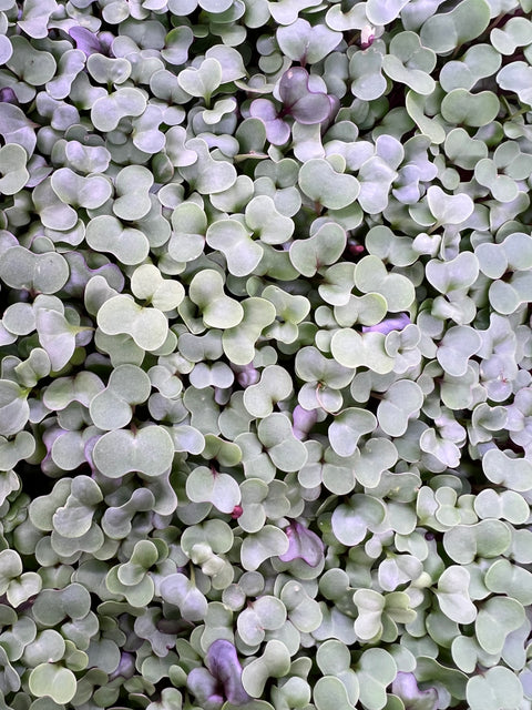 Salad Mix Microgreens - Pixca Greens