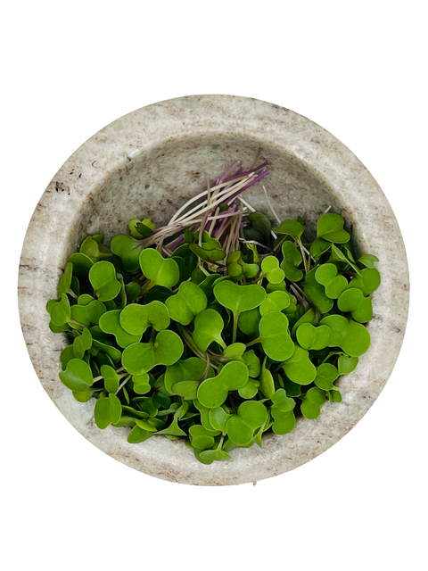 Salad Mix Microgreens - Pixca Greens