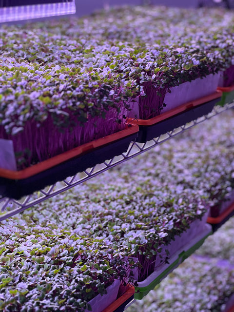 What are microgreens?
