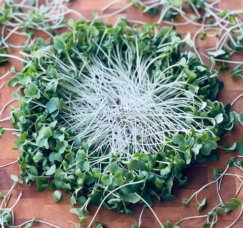 Broccoli Microgreens - Pixca Greens