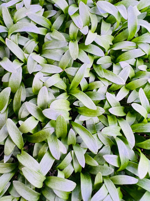 Cilantro Microgreens