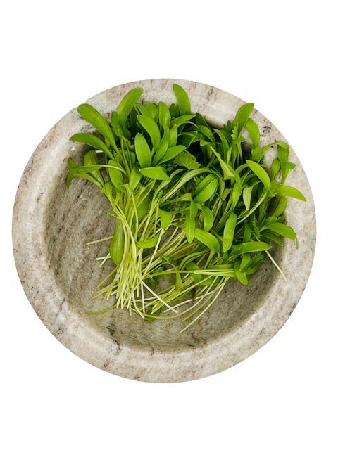 Cilantro Microgreens