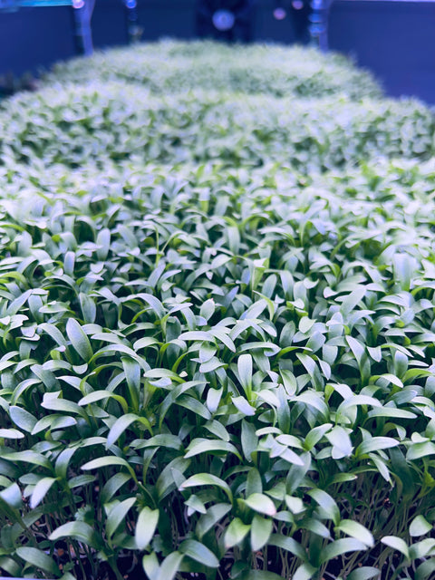 Cilantro Microgreens