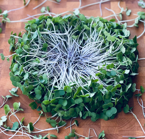 Kale Microgreens - Pixca Greens