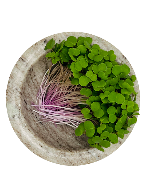 Kale Microgreens - Pixca Greens