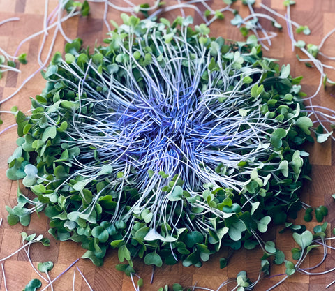 Kohlrabi Microgreens - Pixca Greens