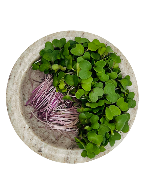 Kohlrabi Microgreens - Pixca Greens