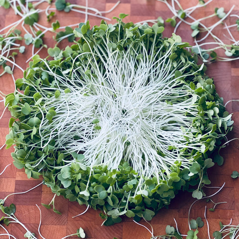 Mustard Microgreens - Pixca Greens