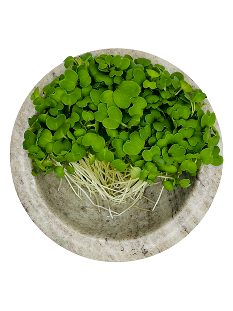 Mustard Microgreens - Pixca Greens
