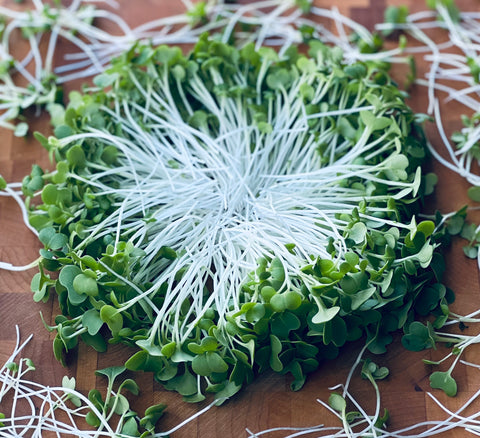 Pak Choi Microgreens - Pixca Greens