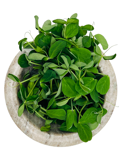 Pea Shoots Microgreens - Pixca Greens