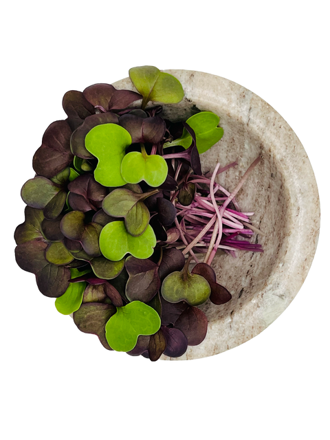 Radish Microgreens - Pixca Greens