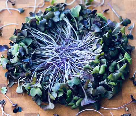 Radish Microgreens - Pixca Greens