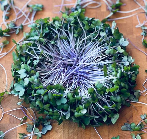 Red Acre Cabbage Microgreens - Pixca Greens