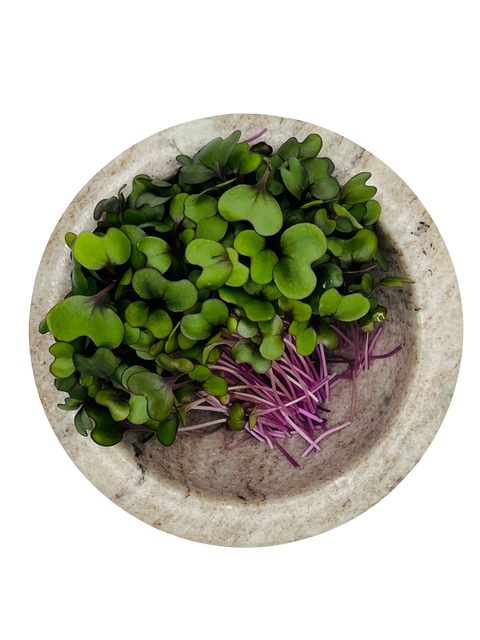 Red Acre Cabbage Microgreens - Pixca Greens