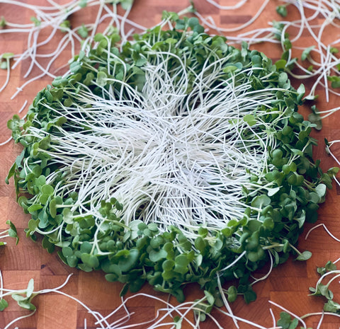 Rutabaga Microgreens - Pixca Greens