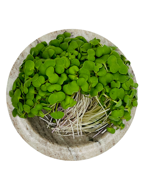 Rutabaga Microgreens - Pixca Greens