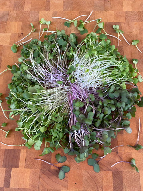 Salad Mix Microgreens - Pixca Greens